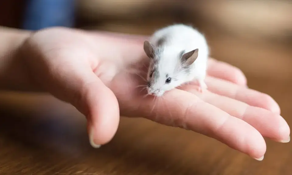 Ein kleines, weiß-graues Maus-Haustier sitzt neugierig auf einer menschlichen Hand.