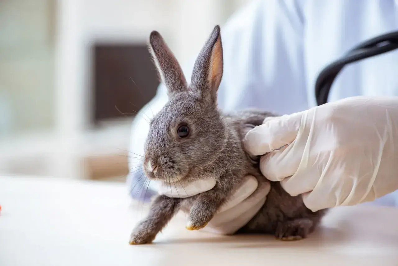 Ein Tierarzt untersucht ein Kaninchen, das oft hintereinander niest.