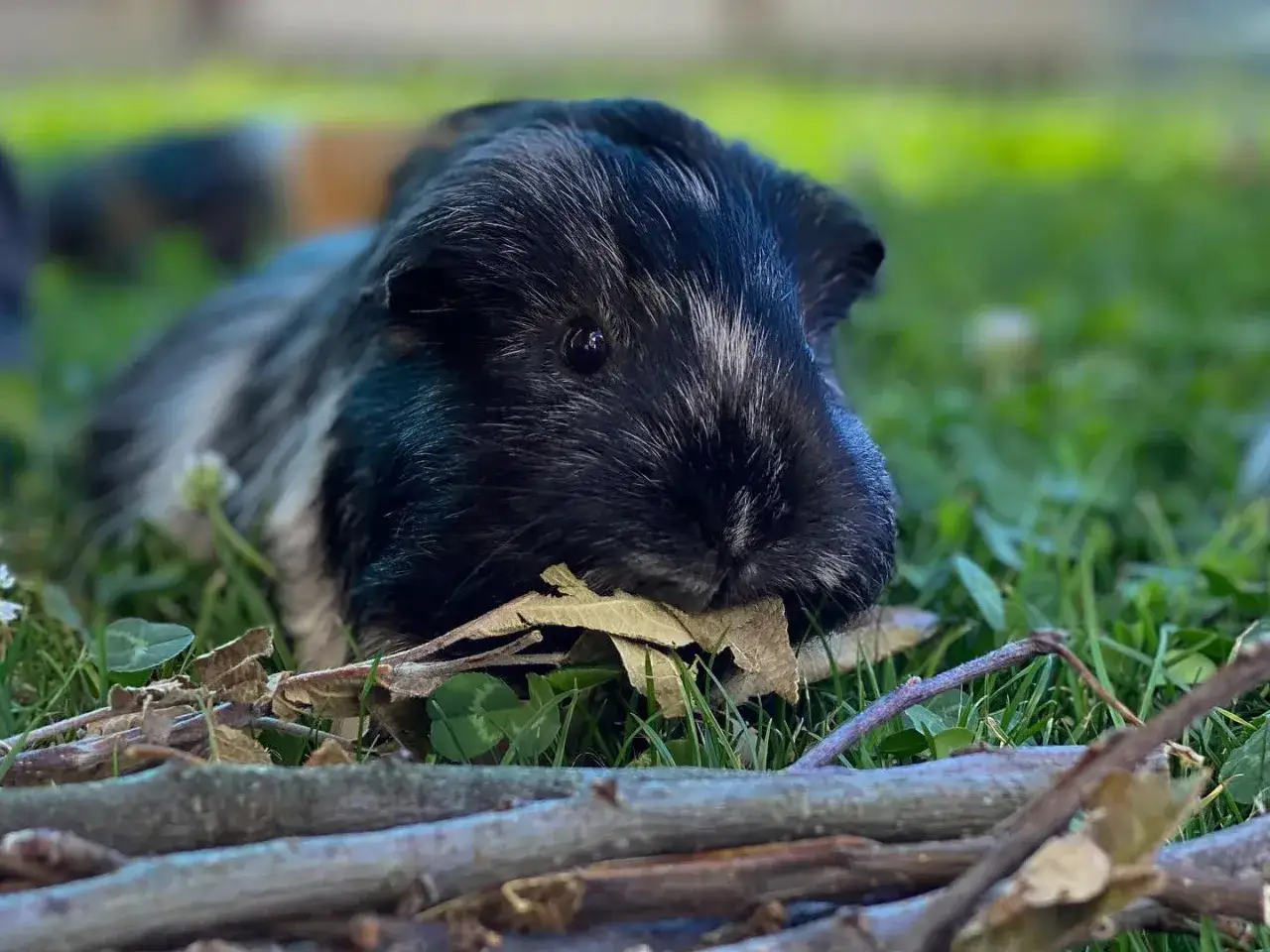 Ein schwarz-weiß geflecktes Ahorn Meerschweinchen liegt im Gras und knabbert an einem Blatt.
