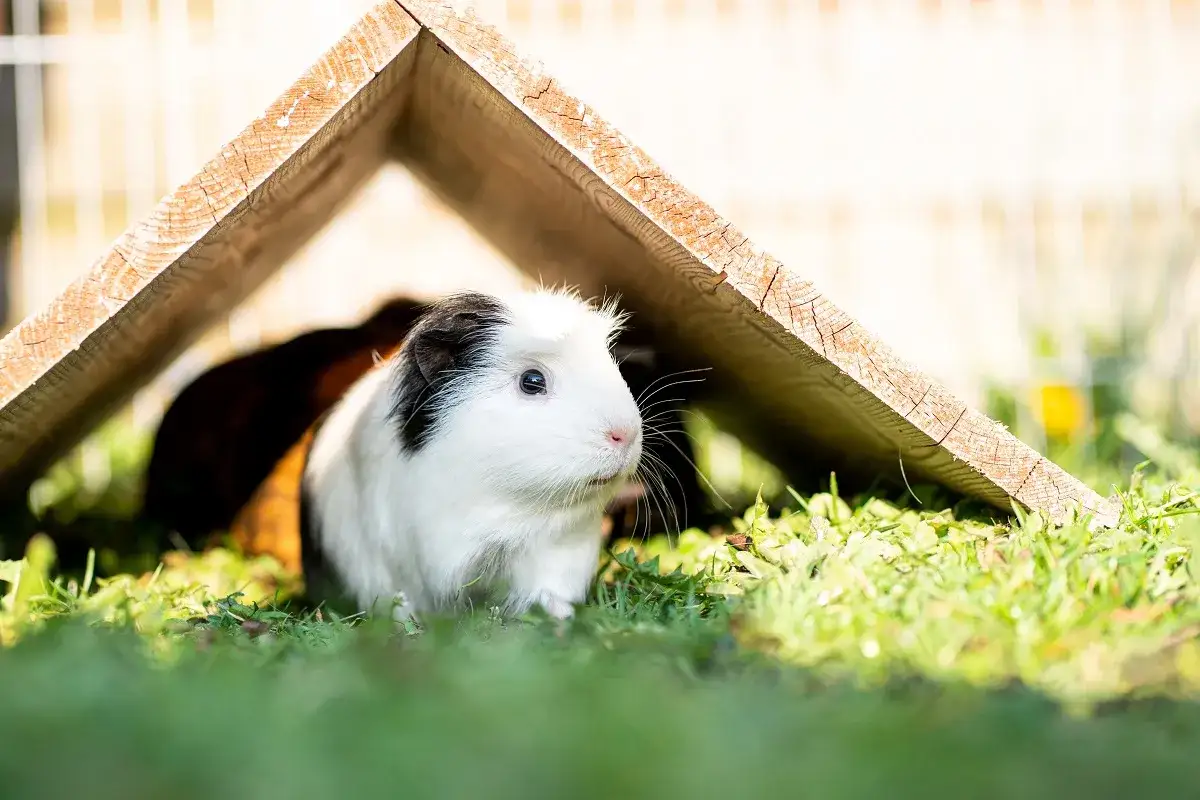 Ein wei&szlig;es Meerschweinchen mit schwarzer Flecken am Kopf genie&szlig;t den Auslauf in der Wohnung, versteckt unter einem Holzhaus im Gras.