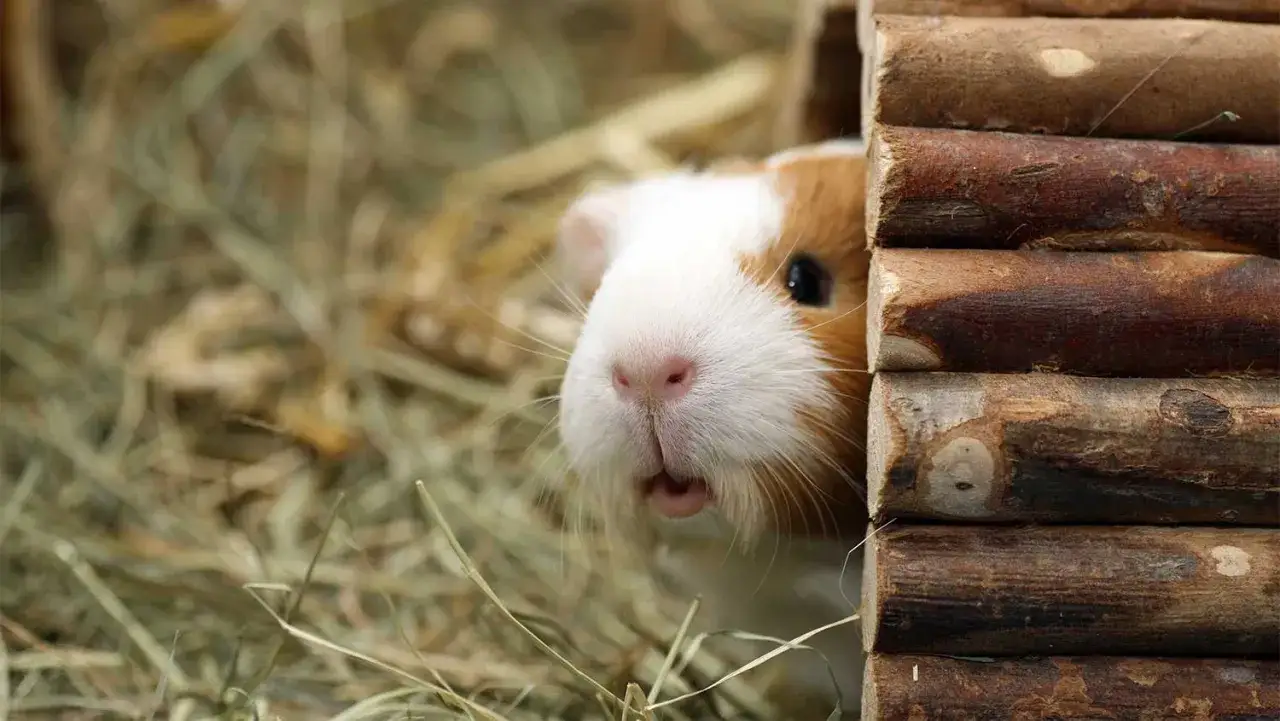 Ein neugieriges Meerschweinchen lugt aus seinem Holzhaus hervor. Es ist Zeit, dass es neue Freunde kennenlernt, denn Meerschweinchen vergesellschaften sich am liebsten in Gruppen.