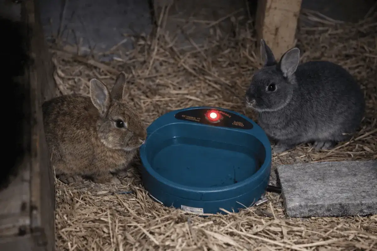 Zwei Kaninchen vor einem Wassernapf. Die Frage