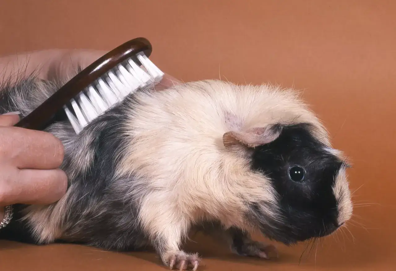 Ein Meerschweinchen bekommt eine meerschweinchen frisur. Eine Hand b&uuml;rstet sein Fell, um es sch&ouml;n und ordentlich zu machen.