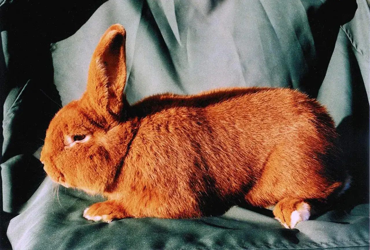 Ein flauschiges, rotes Kaninchen ruht auf einem dunkelgrünen Stoff. Seine Ohren sind aufmerksam aufgerichtet.