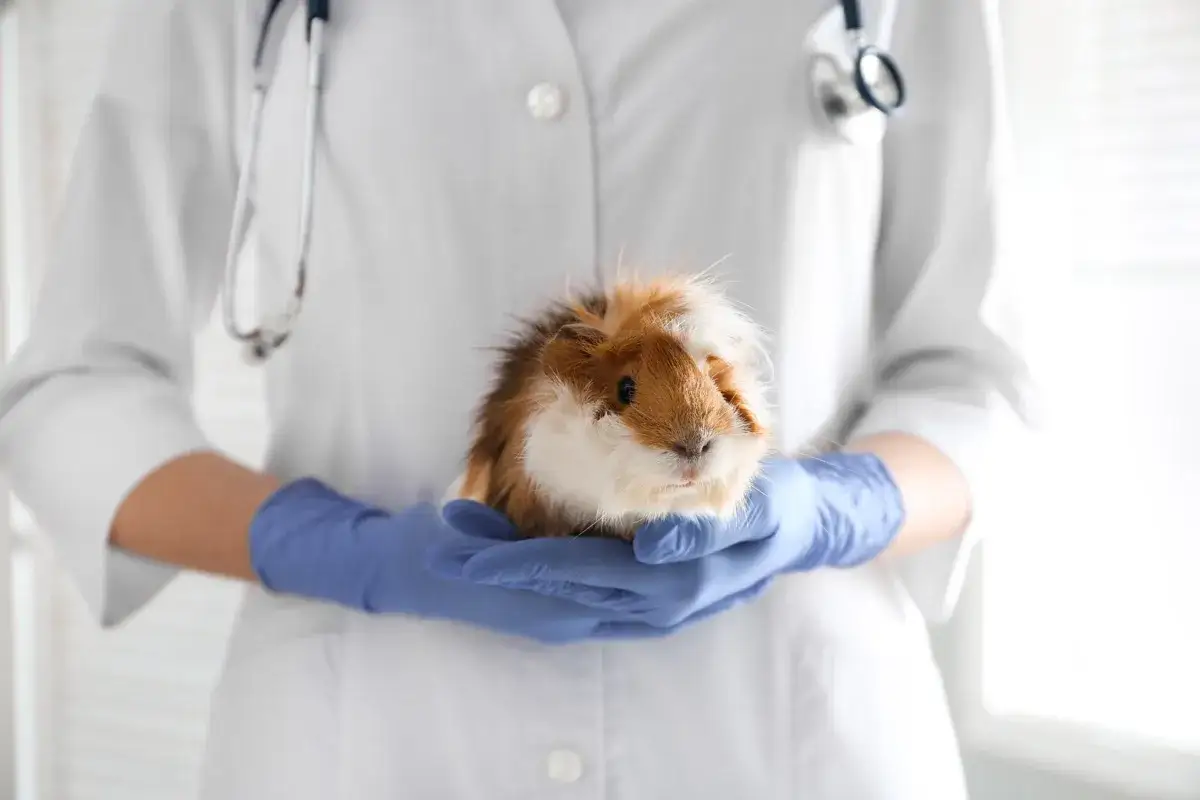 Tierarzt untersucht Meerschweinchen. Die Flankenatmung des Meerschweinchens wird beurteilt.