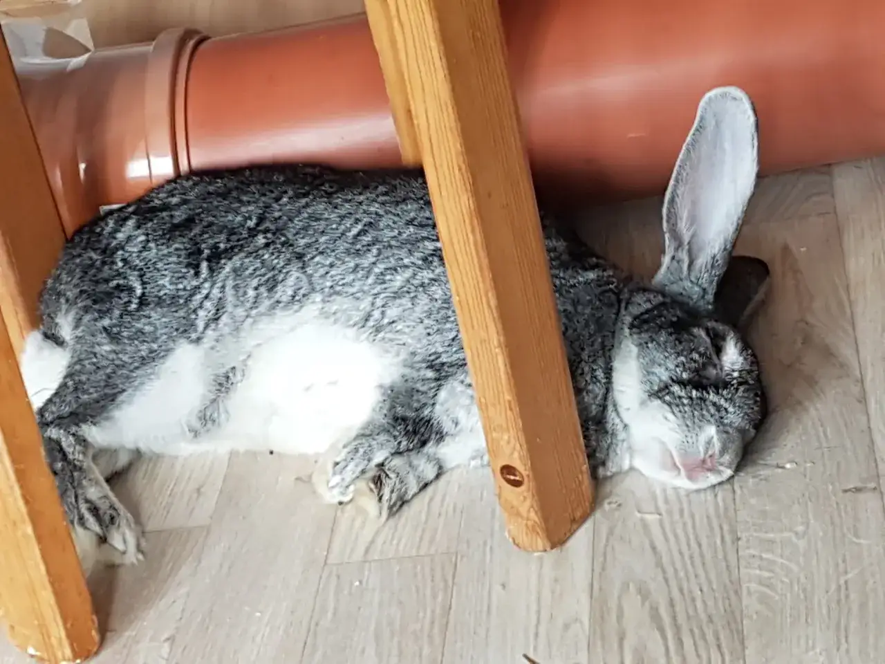 Ein dickes Kaninchen d&ouml;st unter einem Holzstuhl neben einem orangefarbenen Rohr.