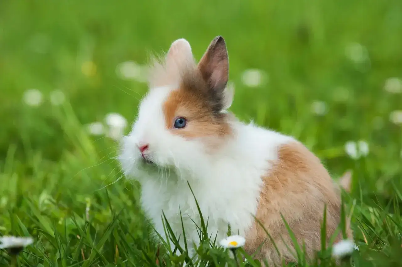 Ein flauschiges Zwergkaninchen mit blauen Augen sitzt im gr&uuml;nen Gras. Es ist ein Beispiel f&uuml;r die Vielfalt der Zwergkaninchen Rassen von A bis Z.