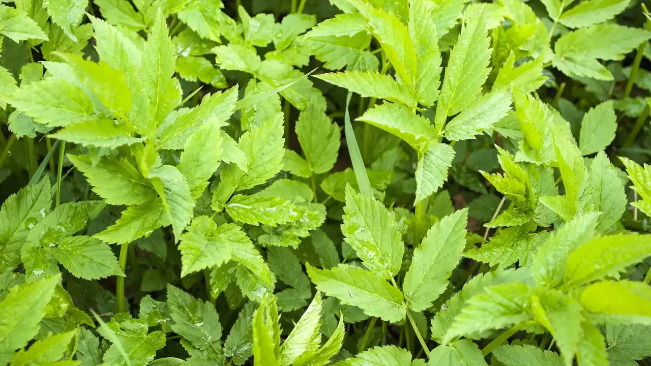 Gr&uuml;ner Giersch, ein leckeres Futter f&uuml;r Meerschweinchen, bedeckt den Boden.