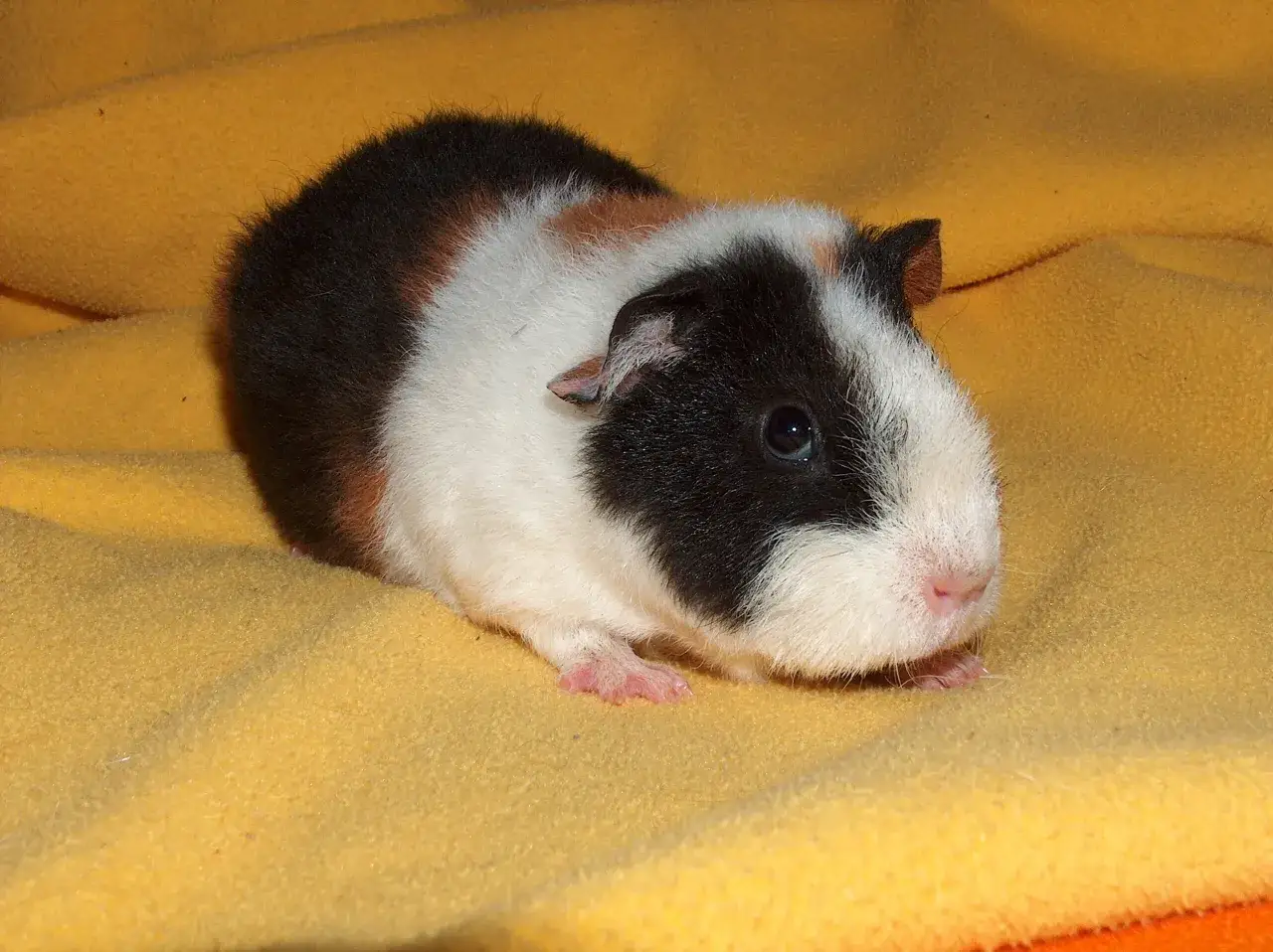 Ein süßes rosetten meerschweinchen mit schwarz-weißer und brauner Fellzeichnung liegt auf einem gelben Stoff.