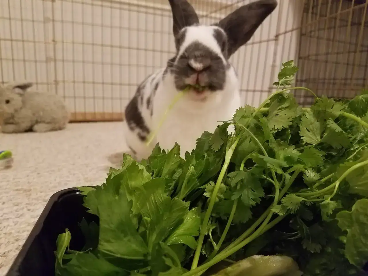 Ein Kaninchen frisst gen&uuml;sslich Petersilie. Ein anderes Kaninchen sitzt im Hintergrund.