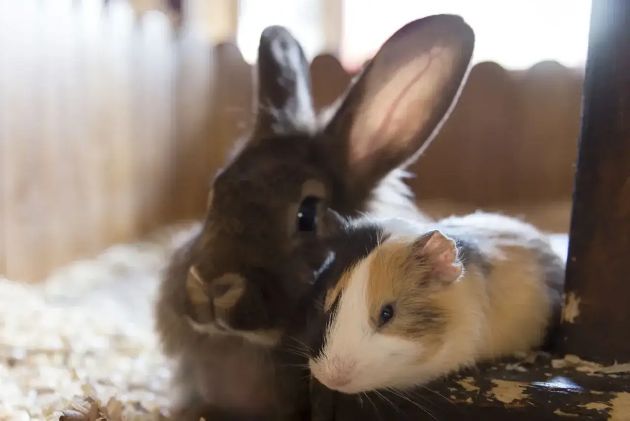 Ein Kaninchen kuschelt mit einem Meerschweinchen in einer Holzkiste.