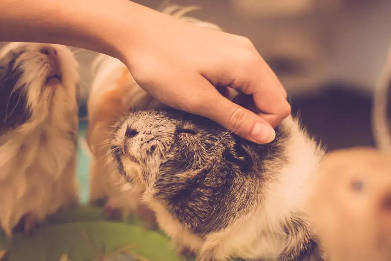 Eine Hand streichelt sanft ein Meerschweinchen. Ein weiteres Meerschweinchen schaut neugierig zu.