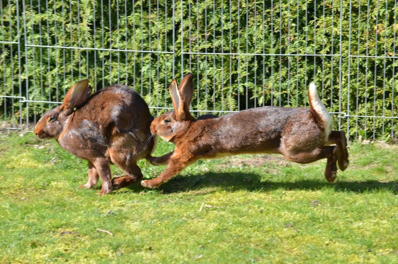 Zwei braune kaninchen jagen sich im kreis &uuml;ber eine gr&uuml;ne wiese vor einem zaun.