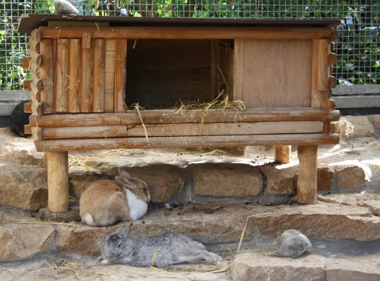 Ein Kaninchenrudel ruht sich unter einem Holzhaus aus. Ein braun-wei&szlig;es Kaninchen sitzt, ein graues liegt daneben.