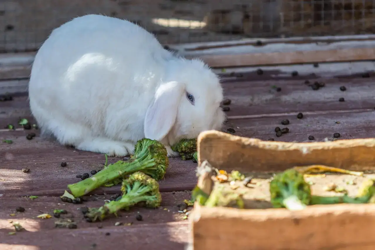 Ein wei&szlig;es Kaninchen frisst gen&uuml;sslich Brokkoli auf einer Holzplattform.