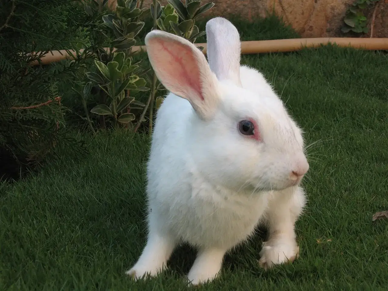Ein wei&szlig;es albino kaninchen mit rosa Ohren sitzt im Gras.
