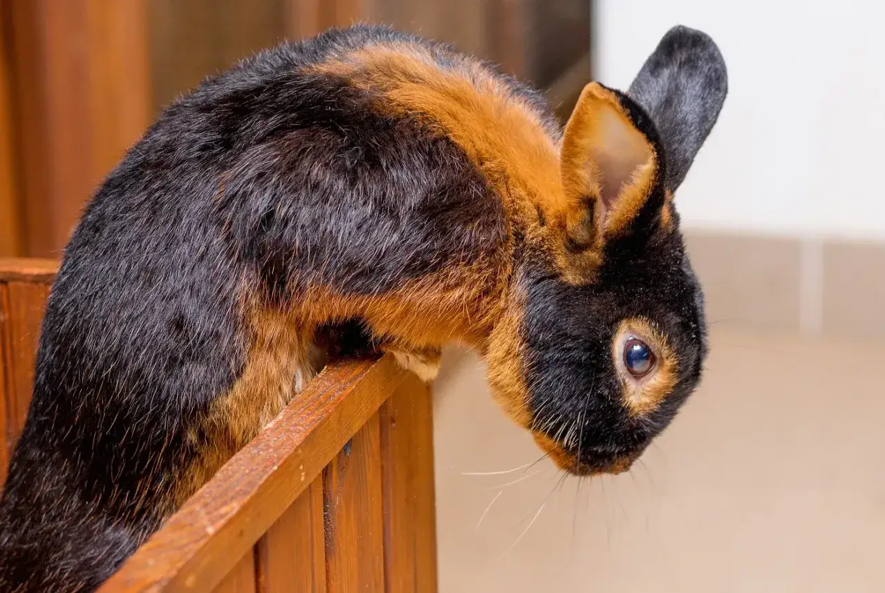 Ein Lohkaninchen blau mit schwarzem und braunem Fell balanciert auf einem Holzrahmen.