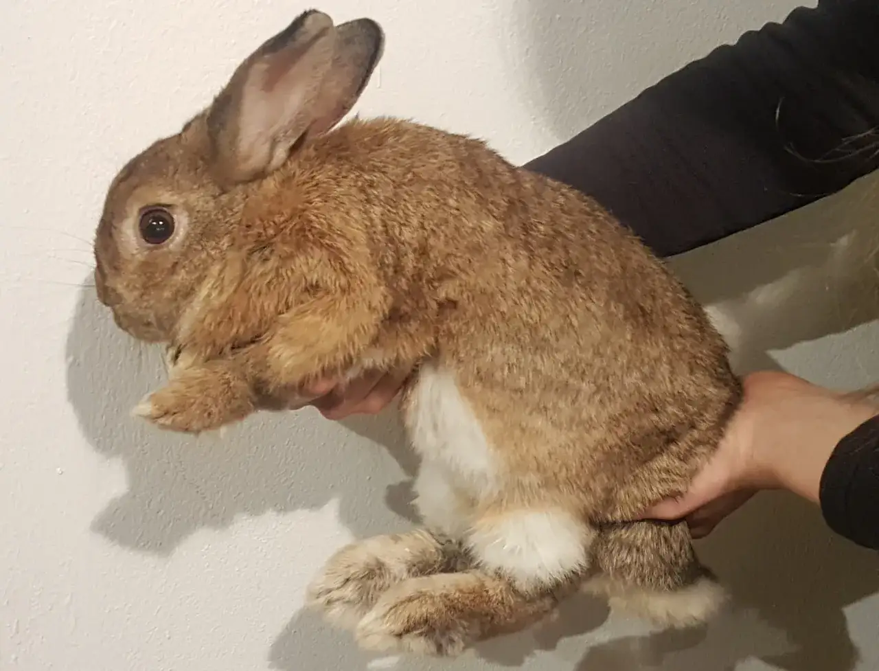 Ein braunes Kaninchen wird von Händen hochgehoben. Es schaut neugierig in die Kamera.