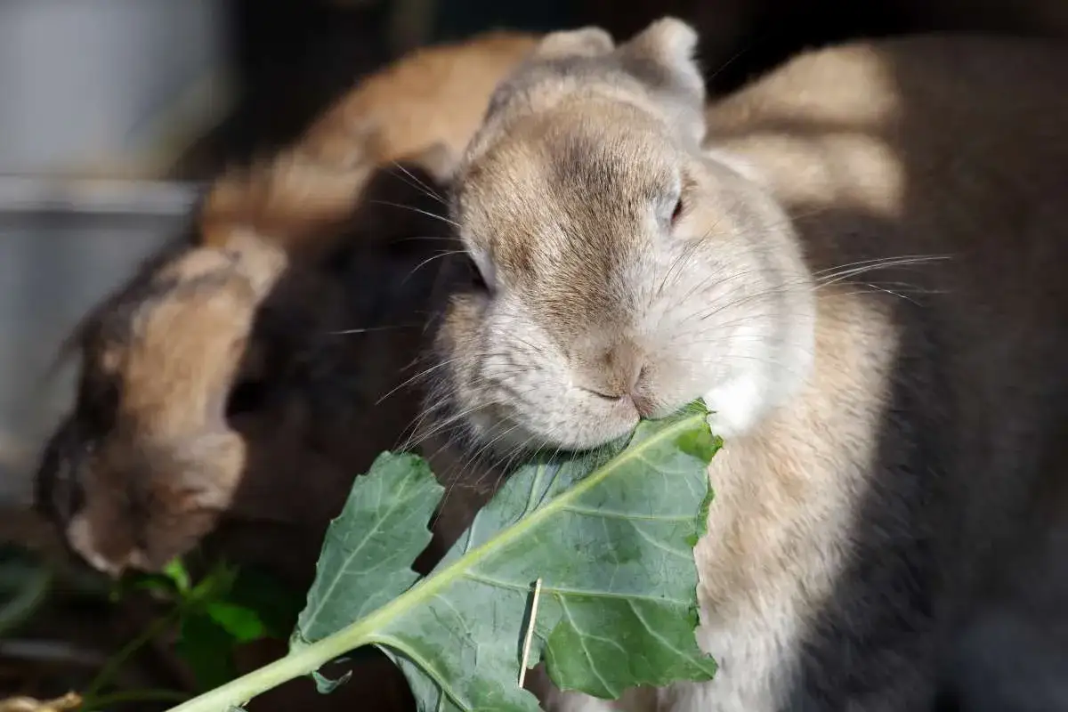 Ein Kaninchen knabbert gen&uuml;sslich an einem Kohlrabiblatt.