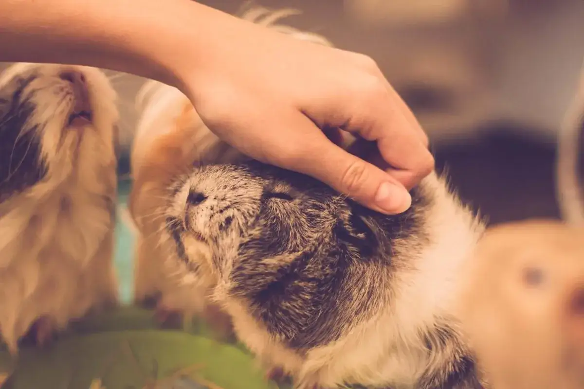 Eine Hand streichelt ein zahmes Meerschweinchen, das sich sichtlich wohlf&uuml;hlt. Ein weiteres Meerschweinchen im Hintergrund.