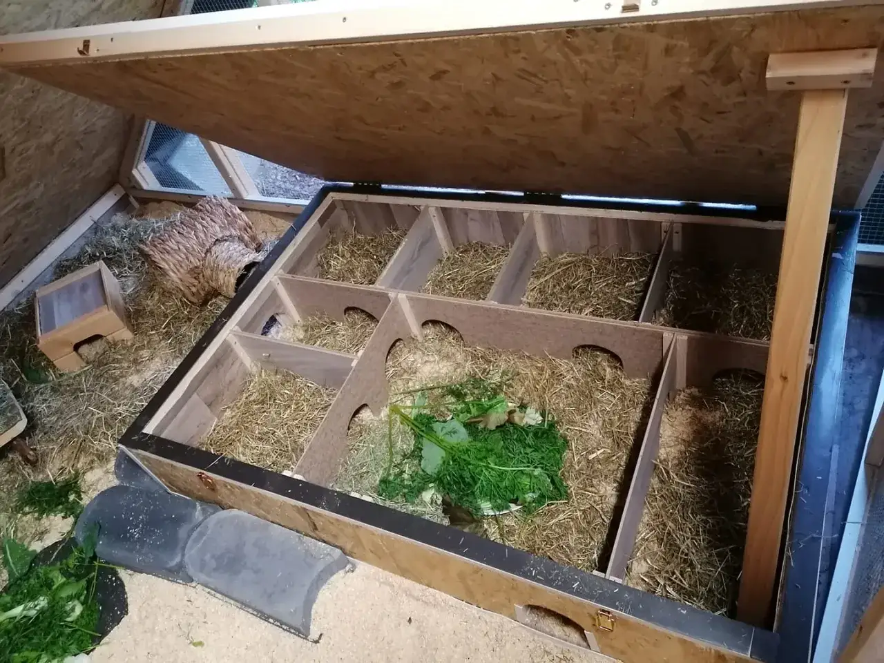 Ein ger&auml;umiges Gehege mit viel Heu und frischem Gr&uuml;nzeug, bereit f&uuml;r gl&uuml;ckliche Meerschweinchen als Haustiere.