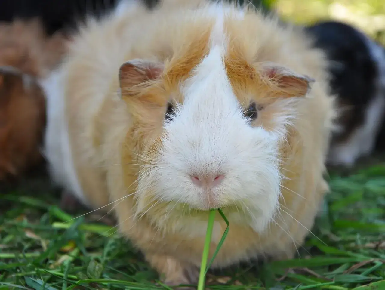 Ein Meerschweinchen frisst gen&uuml;sslich Gras. Sein typisches Meerschweinchen Verhalten zeigt sich im friedlichen Knabbern.