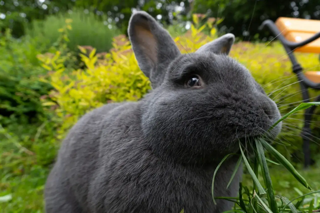 Ein graues Wiener Kaninchen knabbert genüsslich frisches Gras im Garten.