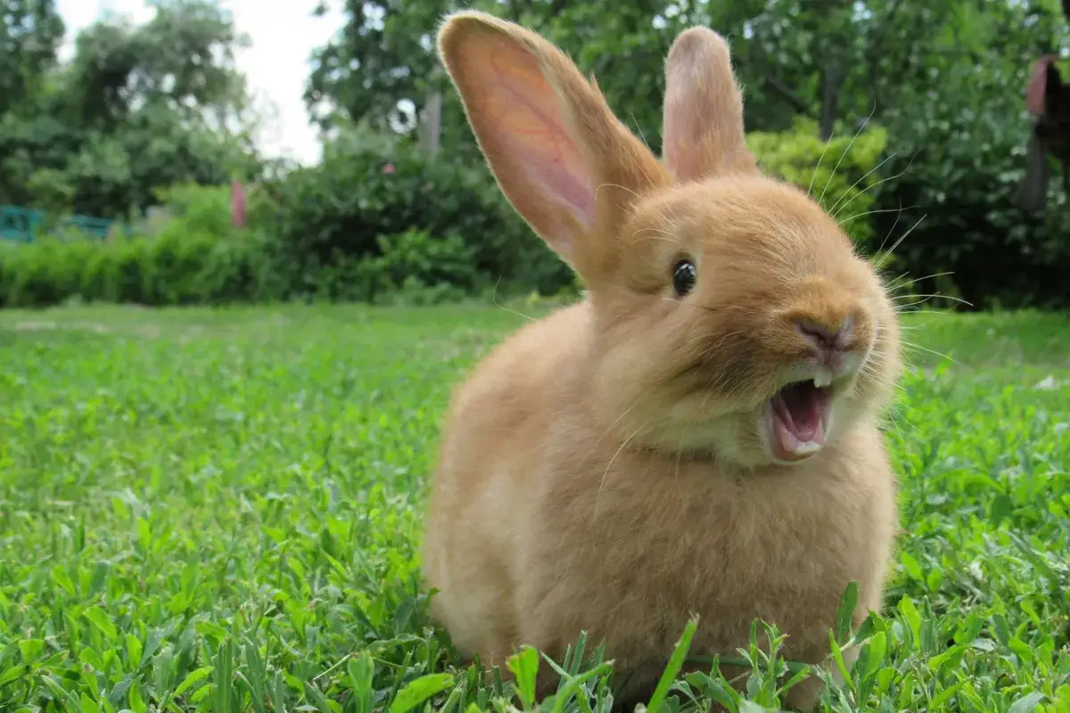 Ein orangefarbenes Kaninchen mit weit geöffnetem Mund und sichtbaren Zähnen sitzt im Gras. Sein Ausdruck verrät einen lebhaften kaninchen charakter.