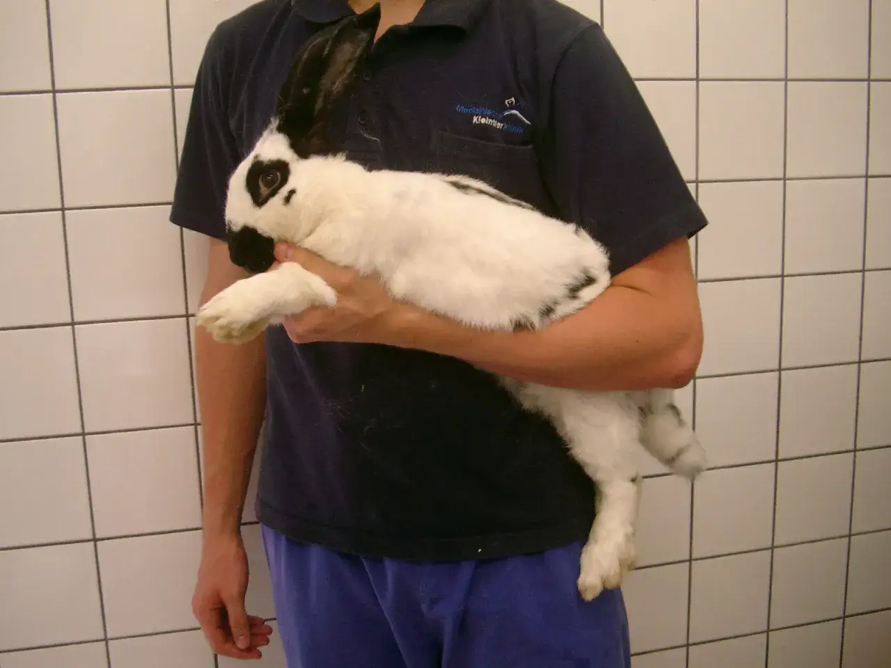 Ein Mann hält ein weißes Kaninchen mit schwarzen Flecken. Das Kaninchen frisst nicht, was Anlass zur Sorge gibt.