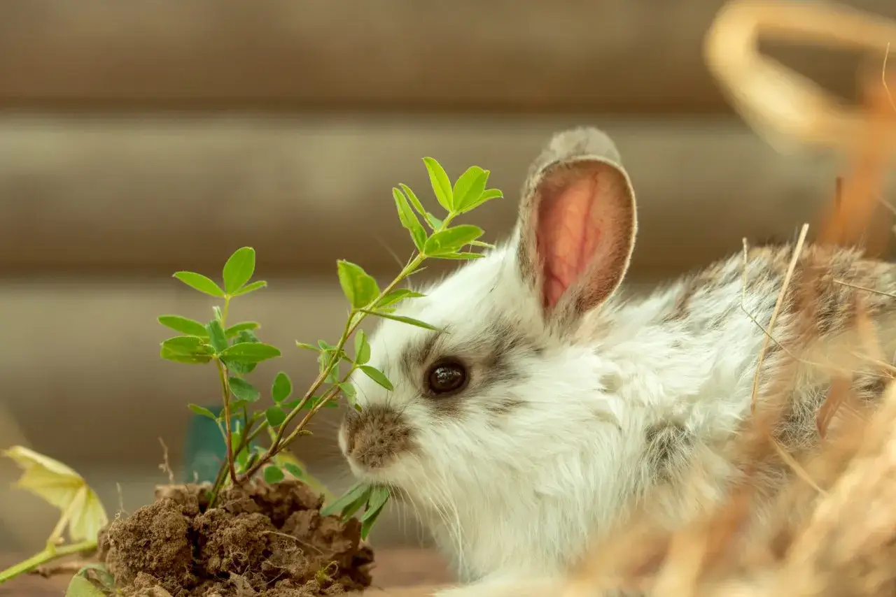 Ein flauschiges Kaninchen knabbert an grünen Blättern. Vorsicht, nicht alle Pflanzen sind gut für Kaninchen, manche fressen giftige Pflanzen!