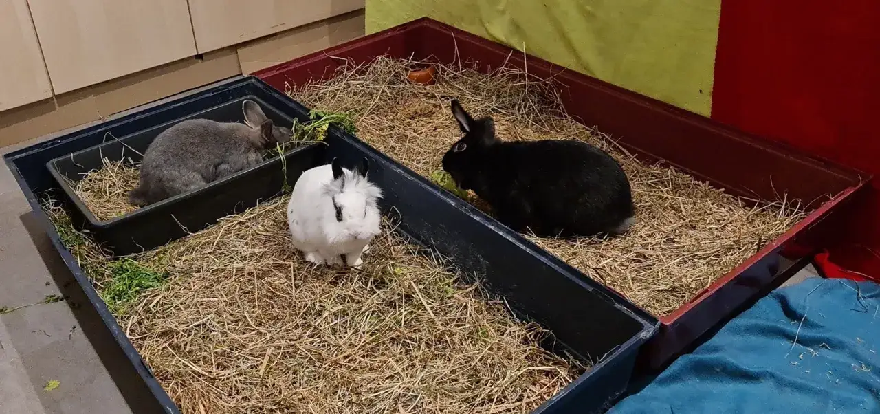 Drei Kaninchen in einem Gehege mit Heu und Grünzeug. Ein schwarzes, ein weißes und ein graues Kaninchen. Hier wird das kaninchen stubenrein machen geübt.