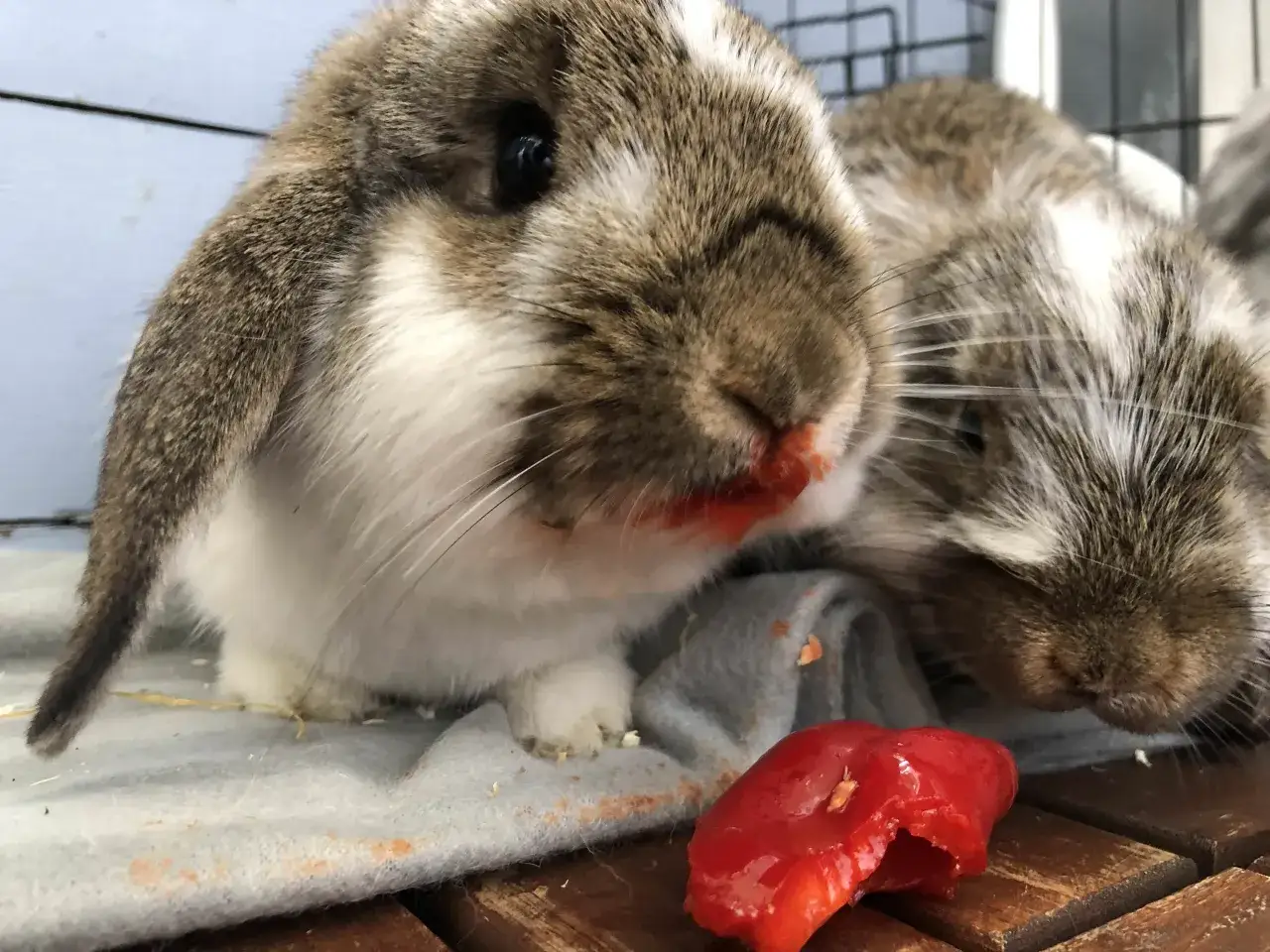 Zwei Kaninchen mit Paprikaspuren im Gesicht genie&szlig;en eine rote Paprika.