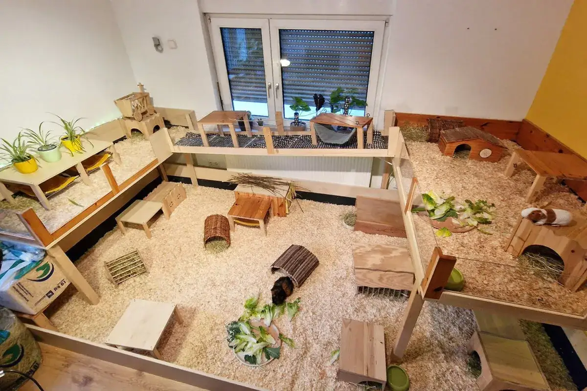Ein ger&auml;umiges Gehege mit mehreren Ebenen, H&auml;usern, Futterstellen und zwei Meerschweinchen. Die Meerschweinchen kosten hier nichts, sie sind gut versorgt.
