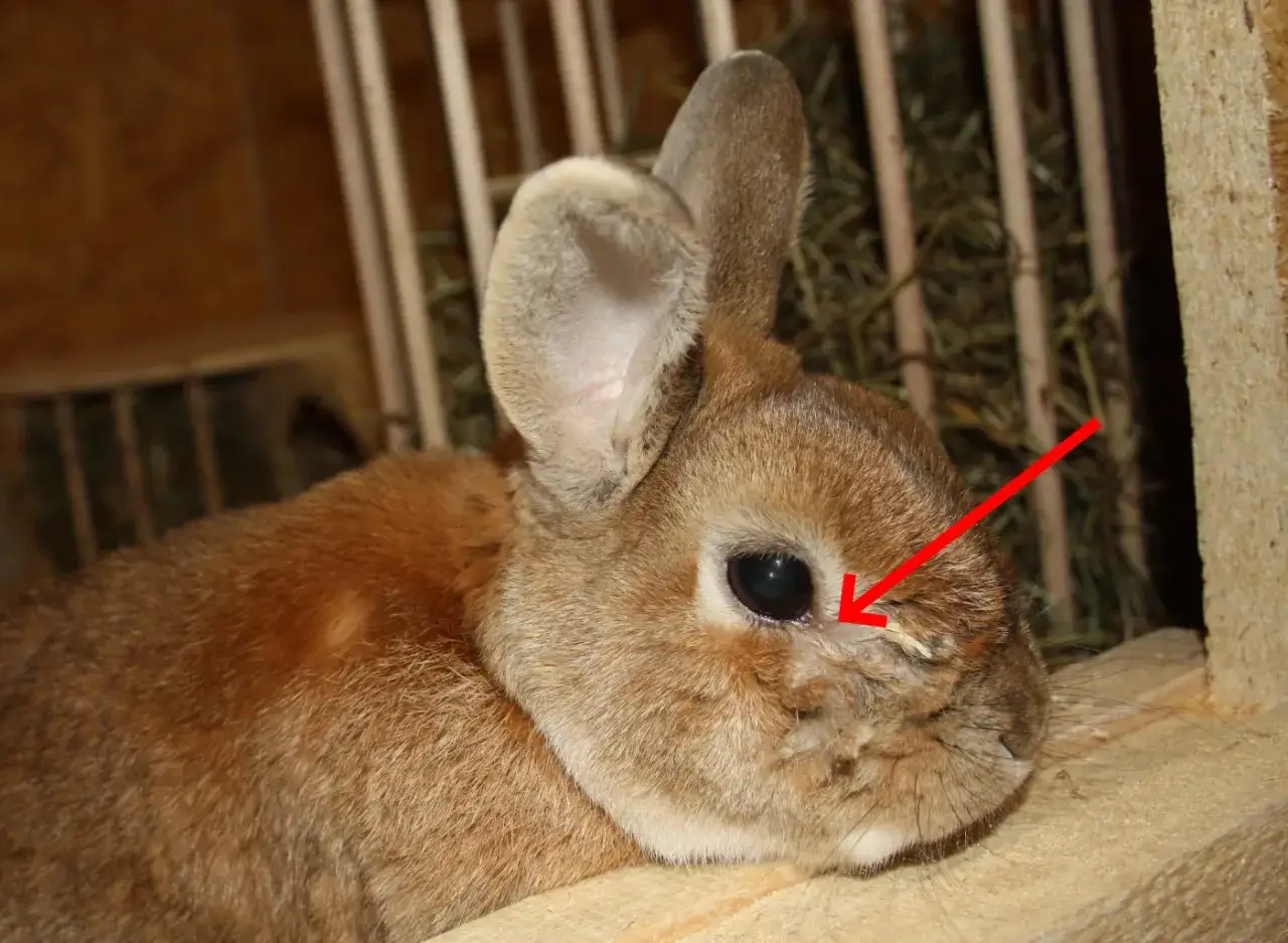 Ein braunes Kaninchen mit dunklen, gl&auml;nzenden hasen augen. Ein roter Pfeil zeigt auf eine leichte Verkrustung am rechten Auge.