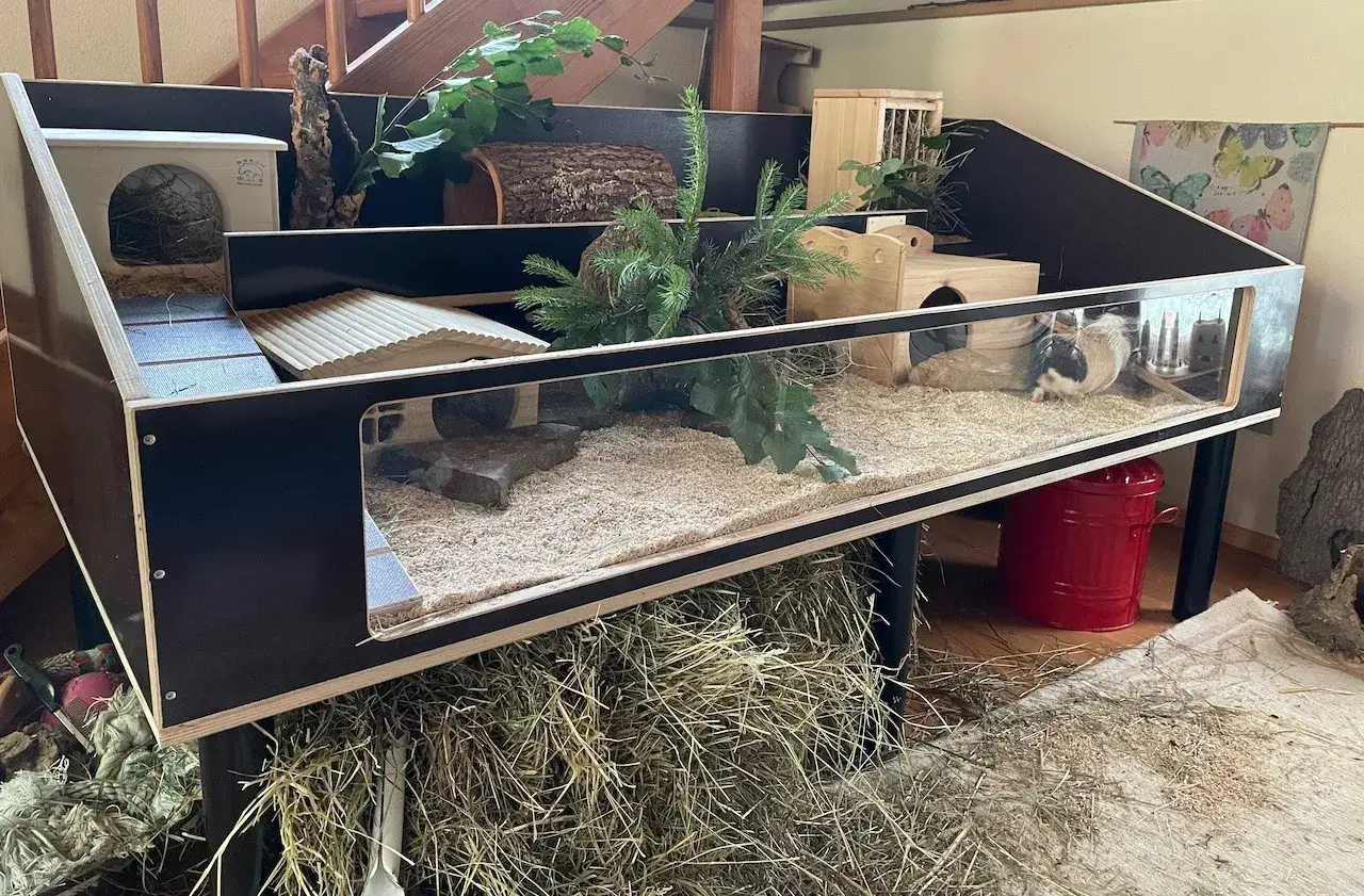 Ger&auml;umiger Meerschweinchenk&auml;fig mit mehreren Ebenen, H&auml;usern und Verstecken. Hier sieht man, wie viel Platz 2 Meerschweinchen brauchen, um sich wohlzuf&uuml;hlen.