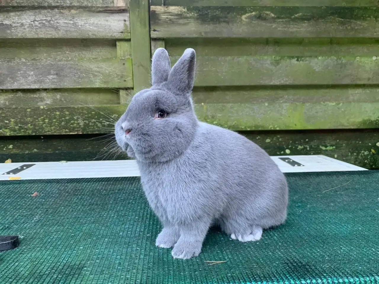 Ein flauschiges, graues Kaninchen mit gro&szlig;en Ohren sitzt auf einer gr&uuml;nen Matte. Es sieht aus wie ein kleiner, blauer Holicer.