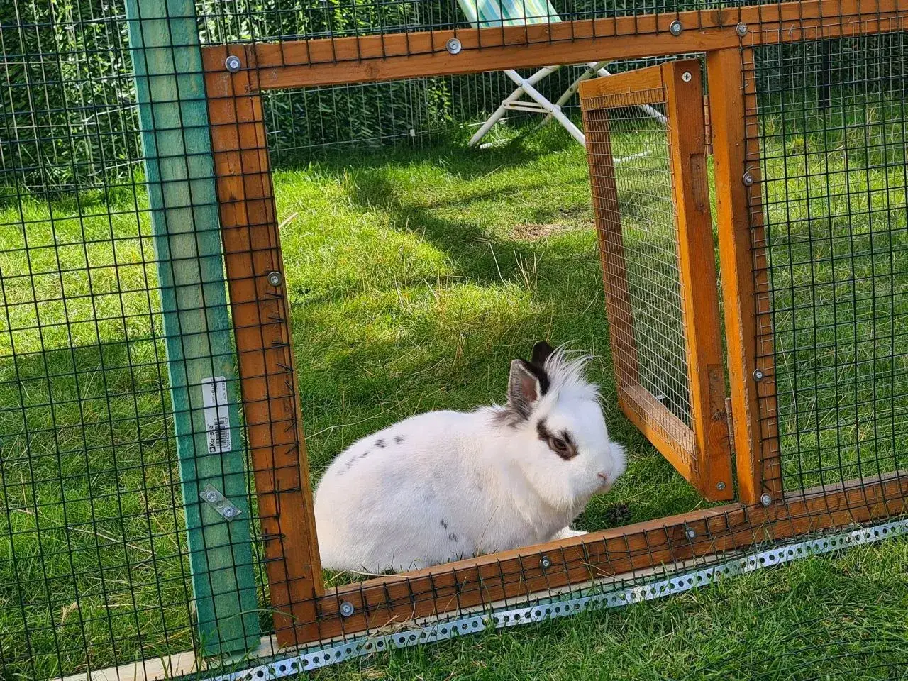 Ein wei&szlig;es Kaninchen mit schwarzen Flecken sitzt in einem Freigehege. Hoffentlich fressen Marder keine Kaninchen in diesem sicheren Gehege.