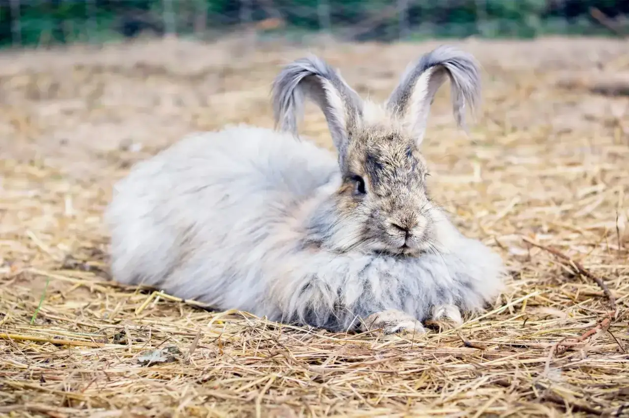 Ein flauschiges Angora Kaninchen liegt entspannt auf trockenem Gras.