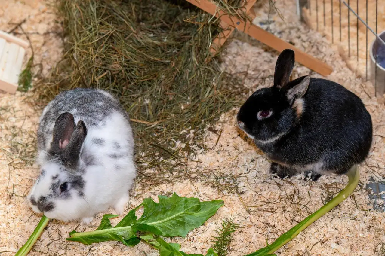 Zwei Kaninchen, ein schwarz-braunes und ein grau-wei&szlig;es, fressen im Gehege. Das schwarz-braune Kaninchen zeigt Dominanzverhalten gegen&uuml;ber dem weibchen.