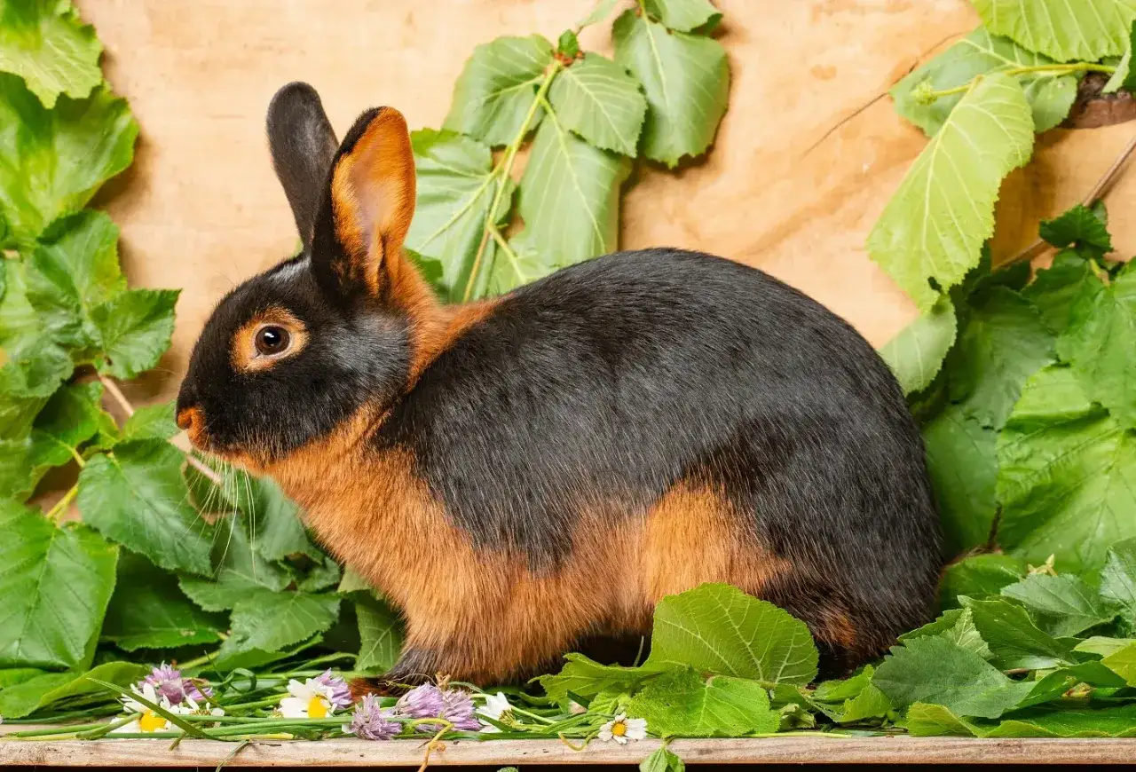 Ein Lohkaninchen, das stolz von einem Z&uuml;chter pr&auml;sentiert wird, sitzt inmitten von gr&uuml;nem Laub und kleinen Bl&uuml;ten.