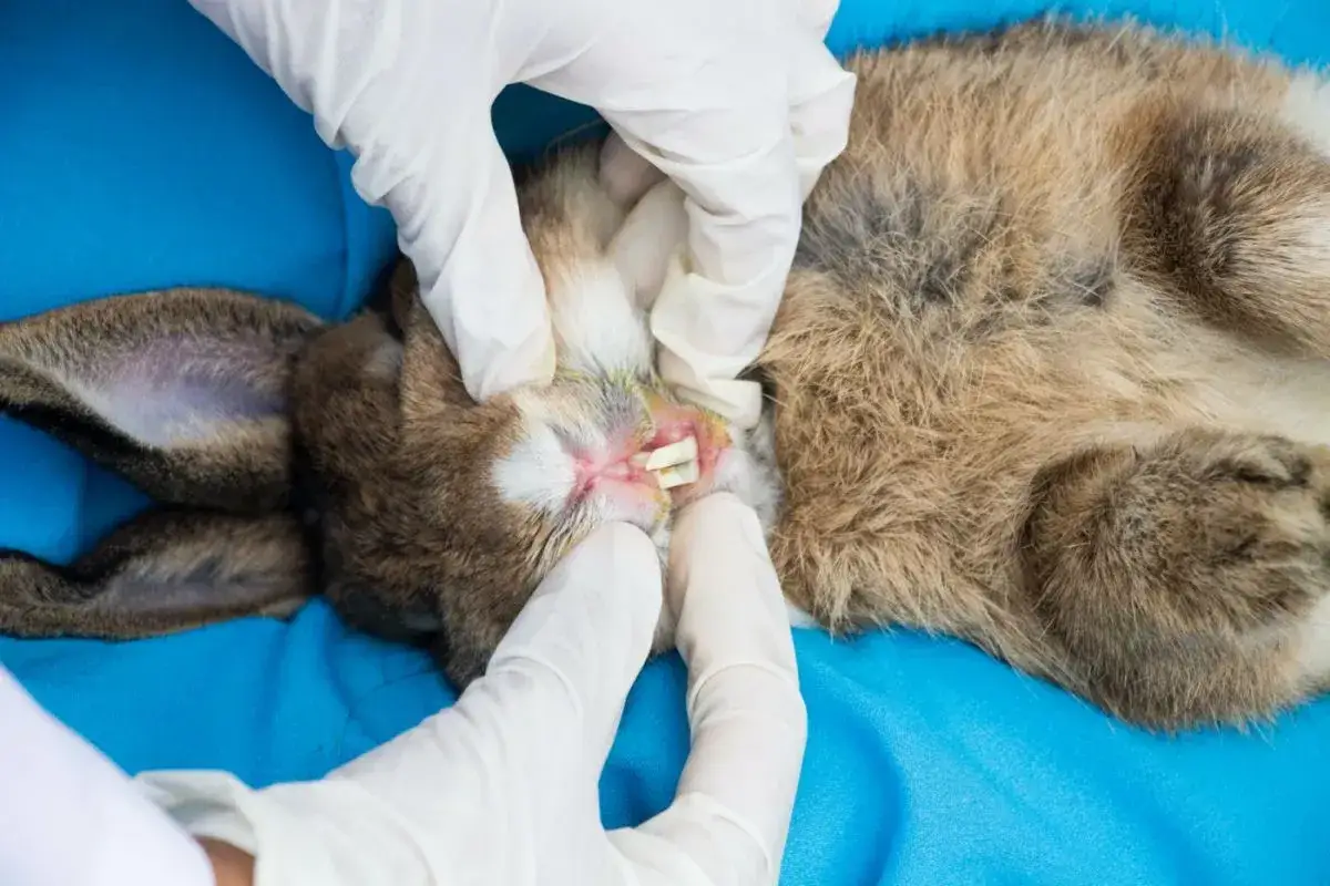 Tierarzt untersucht Kaninchenmaul auf Abszess. Hausmittel k&ouml;nnen bei leichten Entz&uuml;ndungen helfen, aber bei Verdacht auf Abszess ist professionelle Hilfe n&ouml;tig.