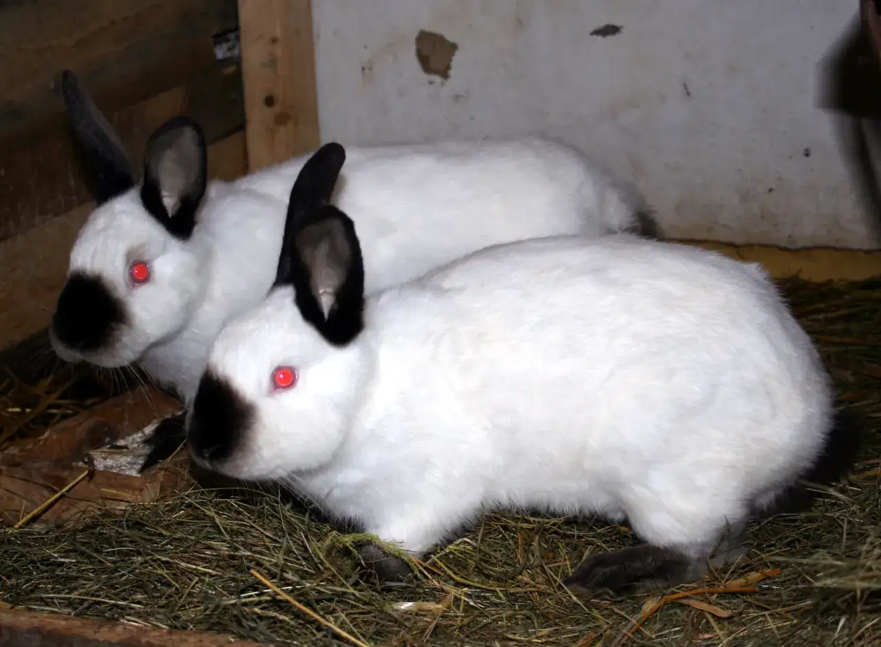 Zwei wei&szlig;e Russen Kaninchen mit roten Augen und schwarzen Ohren und Nasen sitzen im Stroh.