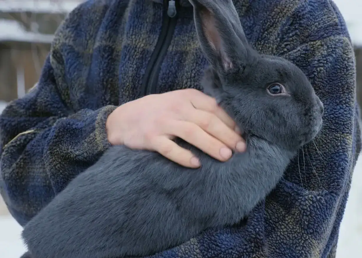 Ein Mensch h&auml;lt ein gro&szlig;es, graues Kaninchen. Die blaue Kaninchen-Fellfarbe ist auff&auml;llig.