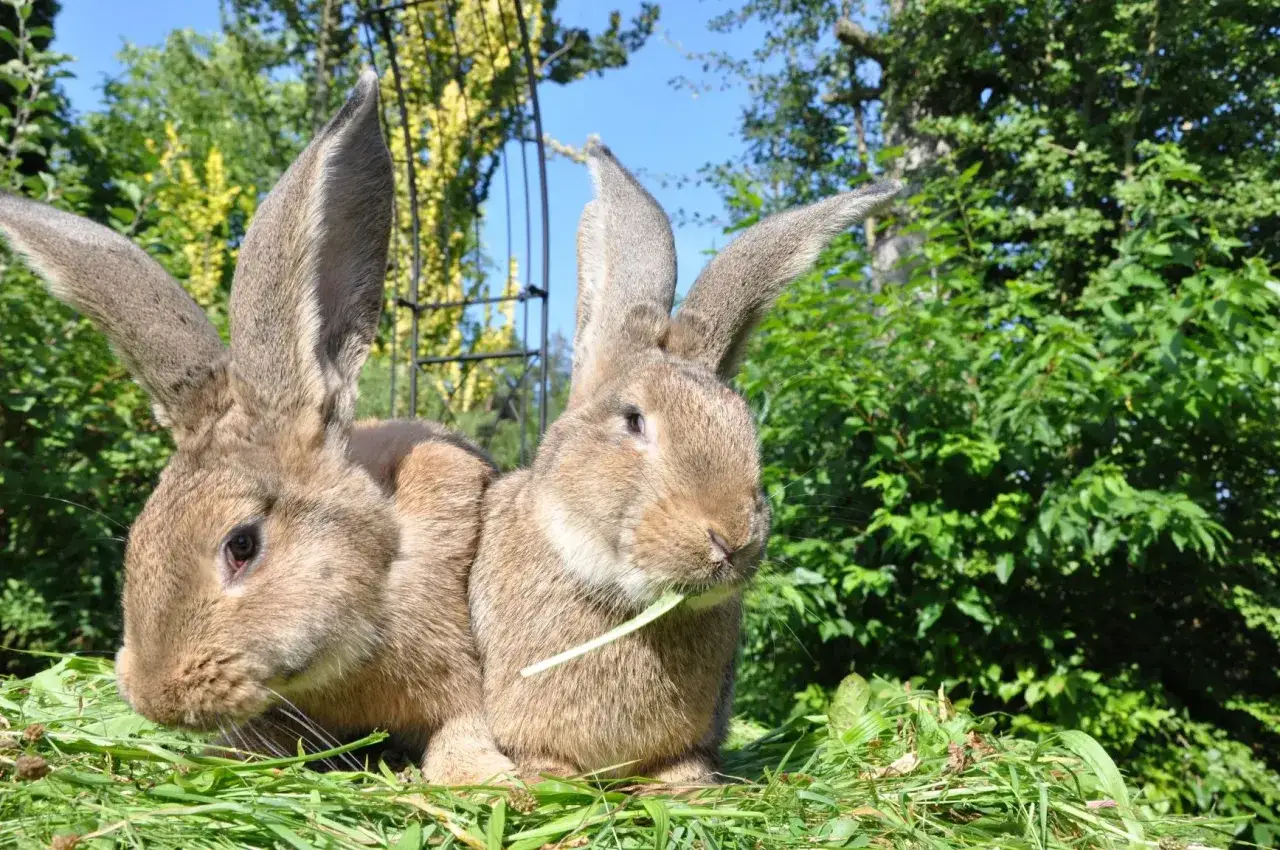 Zwei majest&auml;tische deutsche Riesen Kaninchen sitzen im Gras. Eines knabbert gen&uuml;sslich an einem Grashalm.