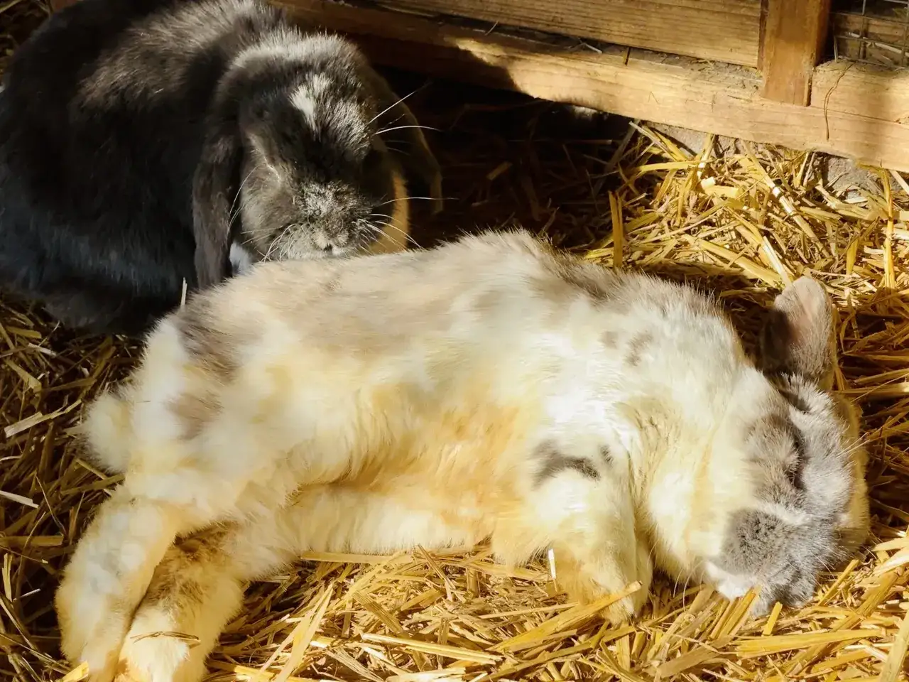 Zwei Kaninchen ruhen im Stroh. Ein helles Kaninchen liegt entspannt auf der Seite, während ein dunkleres daneben döst.