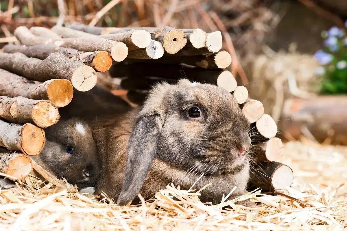 Zwei Zwergwidder in verschiedenen Farben kuscheln sich in ihrem Holzversteck.
