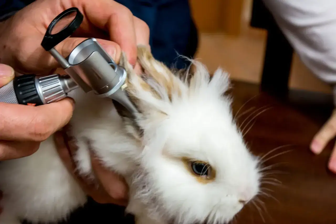 Tierarzt untersucht ein Kaninchen mit einem Otoskop. Wenn ein kaninchen niest oft hintereinander, ist das ein Zeichen für eine Untersuchung.