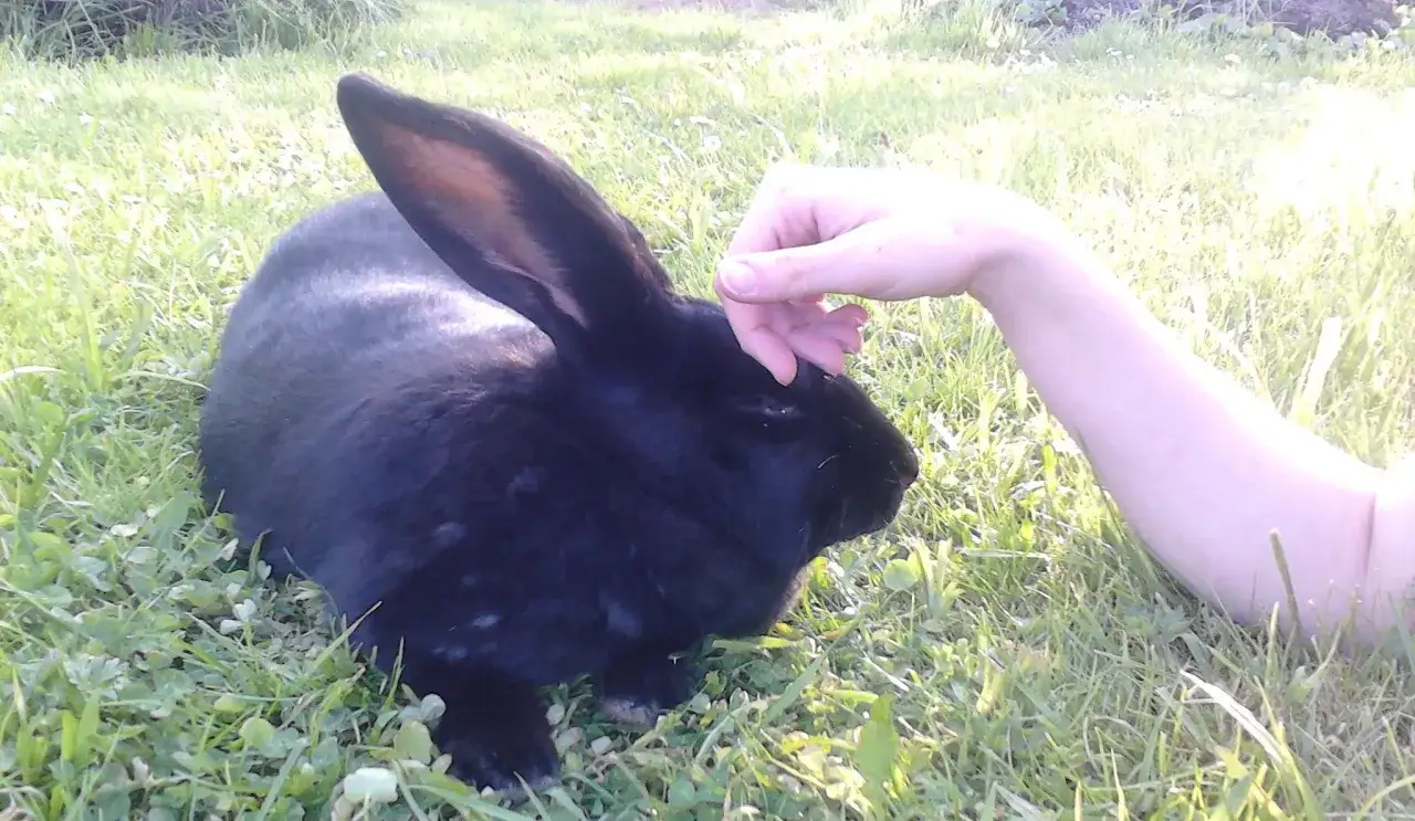 Eine Hand streichelt sanft ein schwarzes Kaninchen im Gras.
