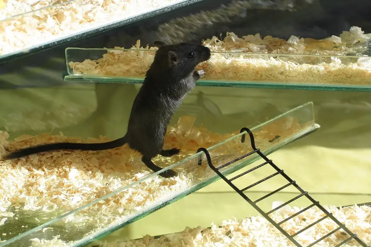 Ein schwarzes Maus-Haustier klettert neugierig auf einer Glasrampe in seinem Gehege, das mit Holzspänen ausgelegt ist.