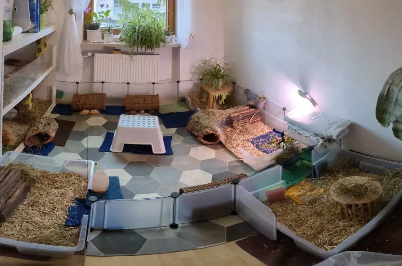Ger&auml;umige Meerschweinchen Haltung in Wohnung mit viel Einstreu, H&auml;usern und Verstecken.